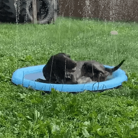 Splashy Paws Water Playground