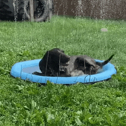 Splashy Paws Water Playground